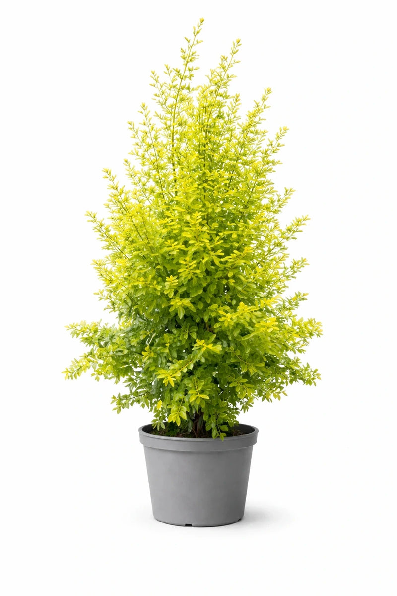Troène 'Lemon and lime' - H.60/80cm - Pot de 8 litres