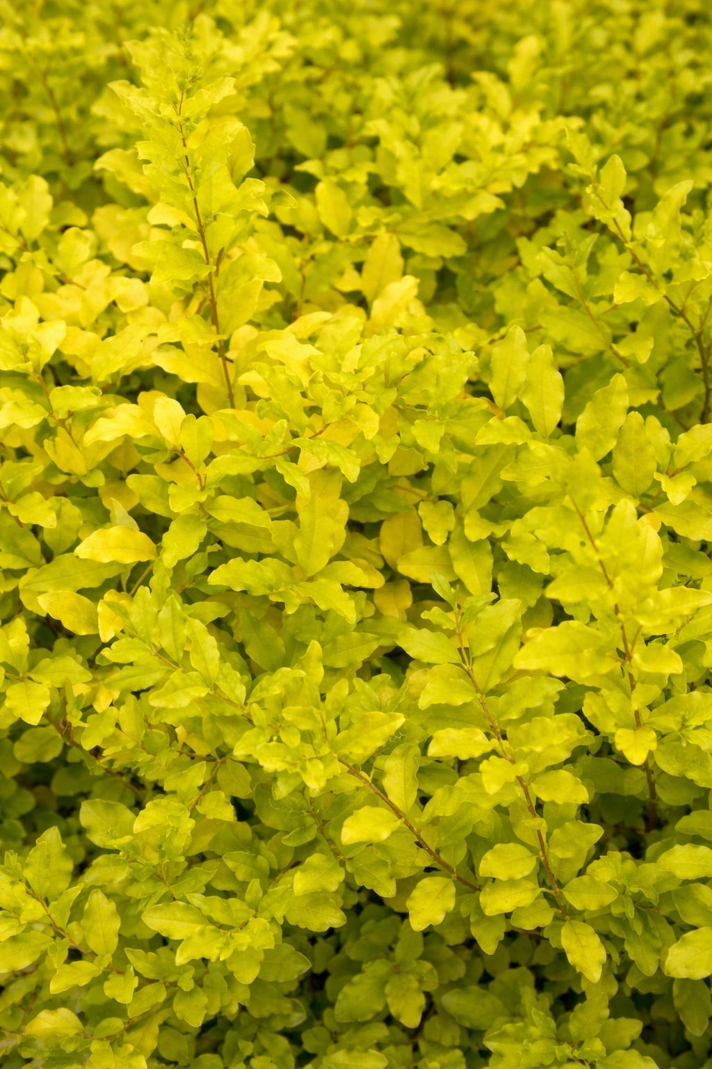 Troène 'Lemon and lime' - H.60/80cm - Pot de 8 litres - Image 2