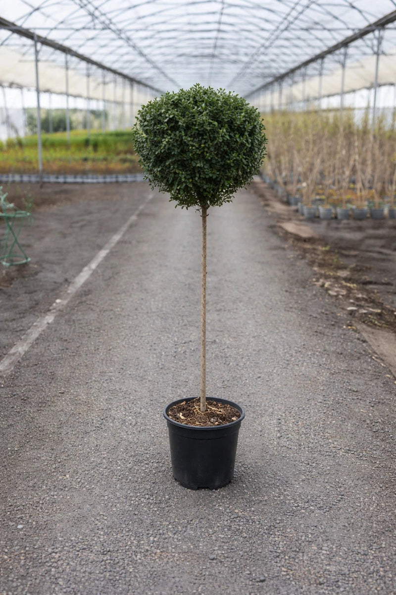 Troène delavayanum 'Ionandrum' - 1/2 tige - H.150/175cm - Pot de 18 litres