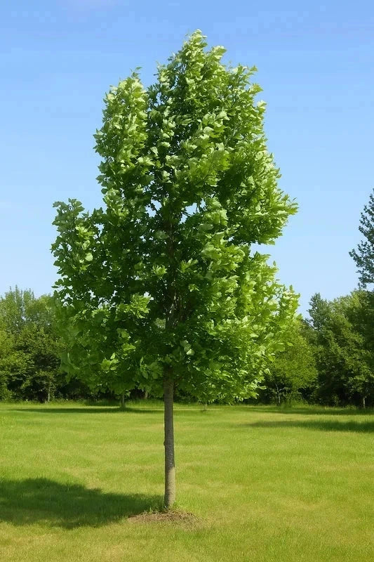 Tulipier de Virginie - Tige 10/12cm - H.250/300cm - Pot de 30 litres