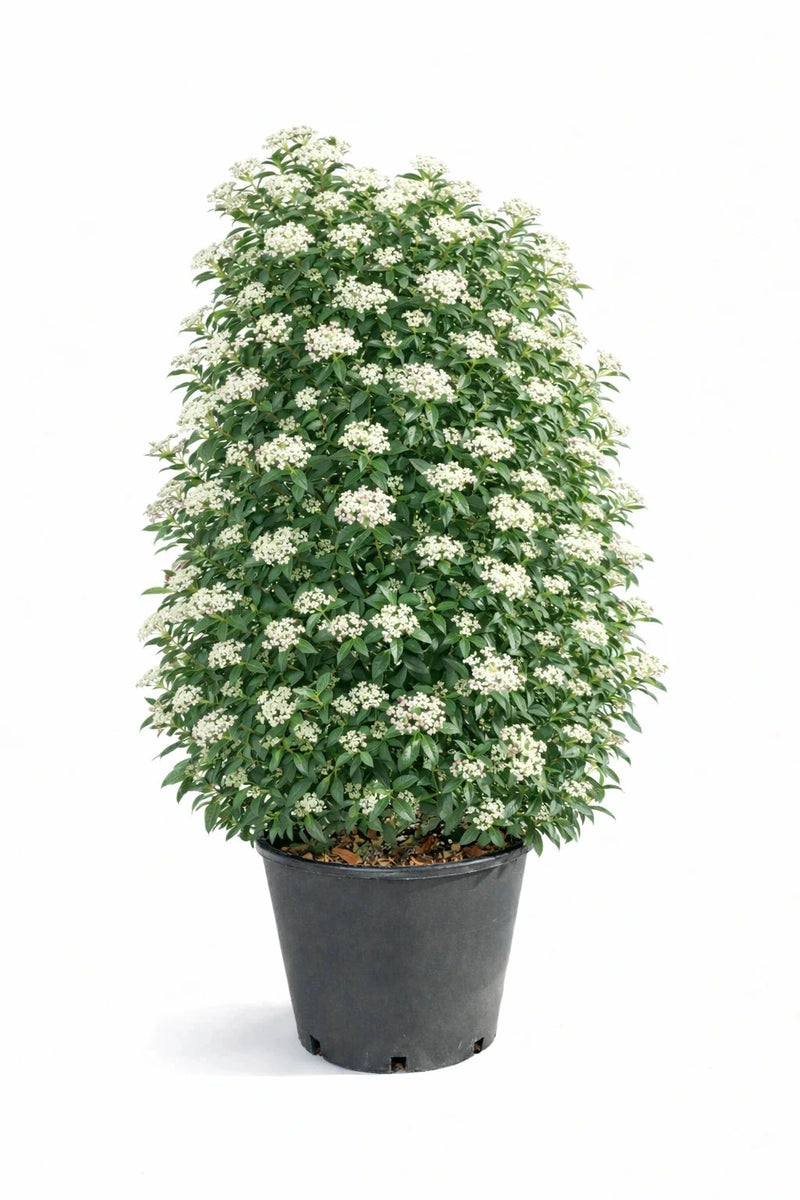 Viburnum tinus - H.100/125cm - Pot de 35 litres
