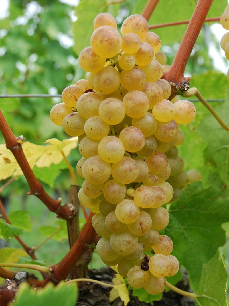 Vigne de table 'Chasselas doré ' - 1/2 tige - H.125/150cm - Pot de 12 litres