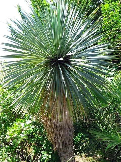 Yucca rostrata - H.40/50cm - Pot de 7,5 litres