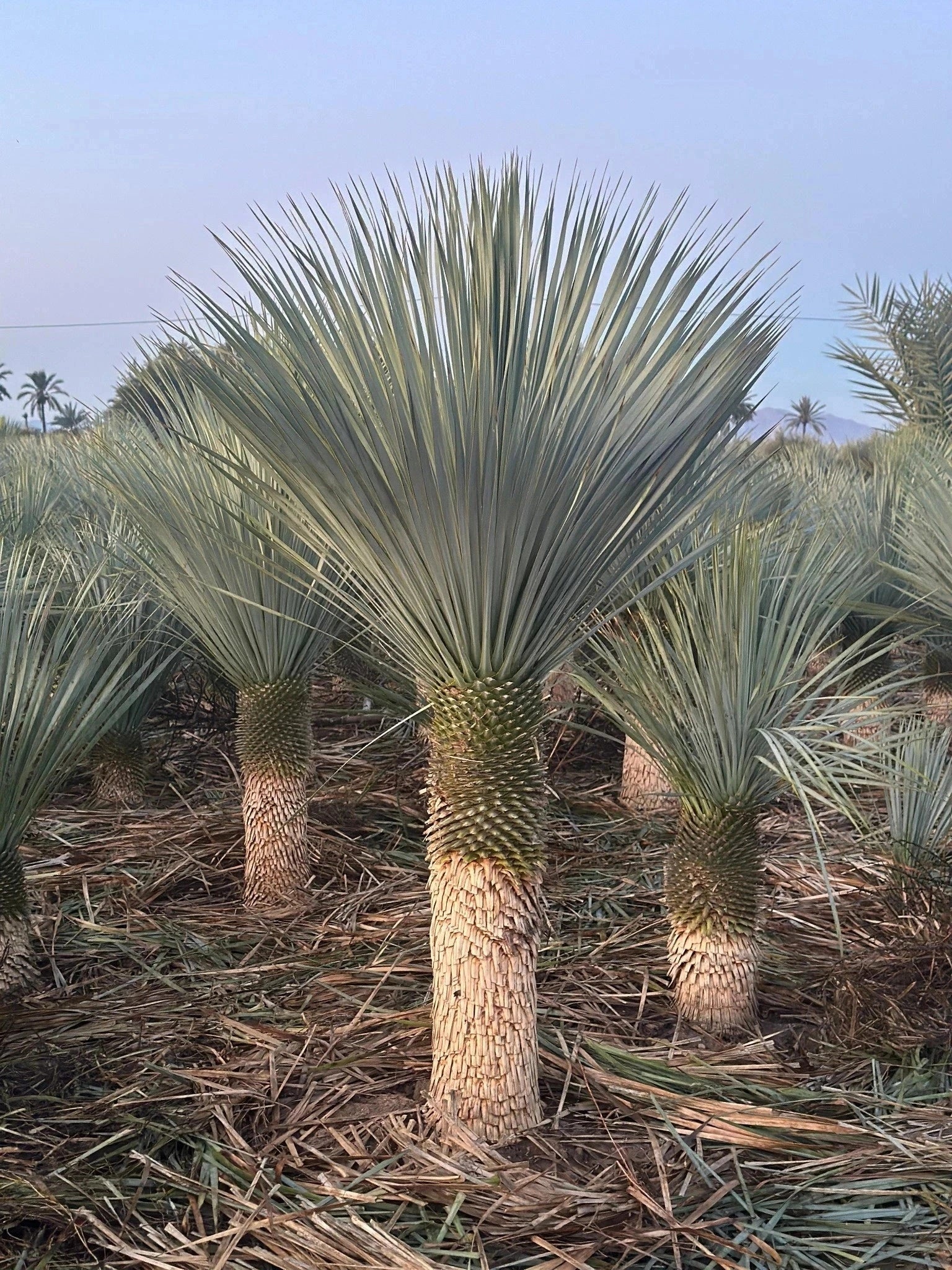 Yucca rostrata - H.60/80cm - Pot de 20 litres - Image 1