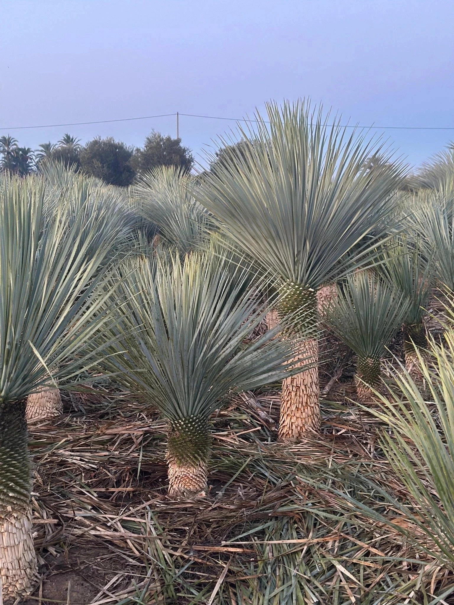 Yucca rostrata - H.60/80cm - Pot de 20 litres - Image 3