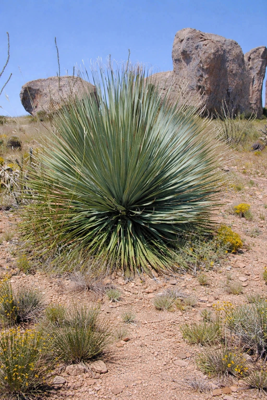 Yucca rostrata - H.60/80cm - Pot de 20 litres - Image 4