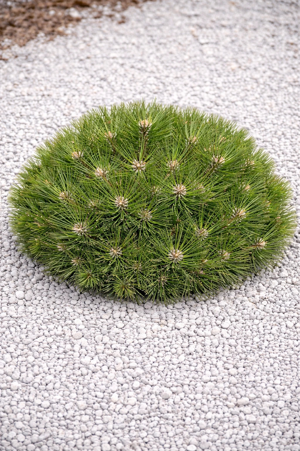 Pin nain 'Agnes bregeon®' - H.40/50cm - Pot de 7,5 litres - Image 4