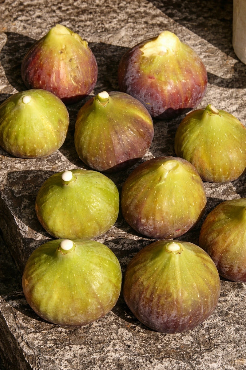 Figuier 'Brown Turkey' - 1/2 tige - H.125/150cm - Pot de 15 litres