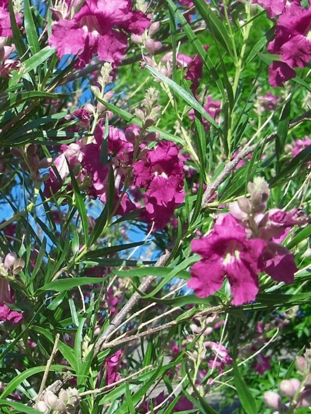 Saule du désert - H.60/80cm - Pot de 7,5 litres - Image 1